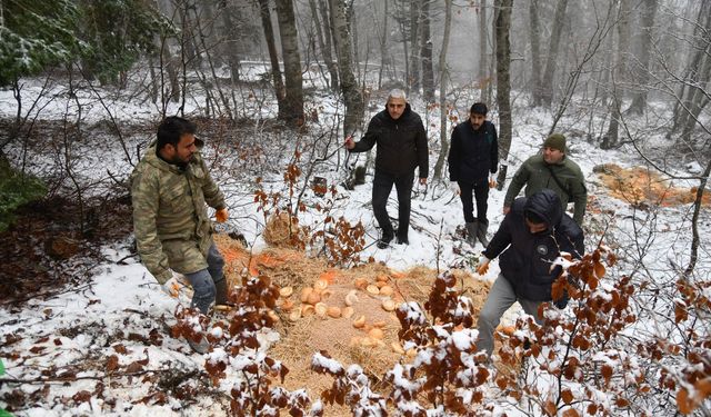 Osmaniye Belediyesi'nden Kışın Yaşam Mücadelesi verenHayvanlar İçin Önemli Adım