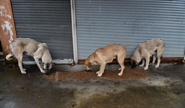 Osmaniye’de Sahipsiz Hayvanlar İçin Tarihi Adım!