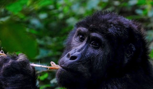 Türkiye'deki Bilimsel Proje: Afrika'dan Maymun ve Goril Getirilmesi Planı