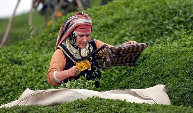 Tarım ve Orman Bakanı Yumaklı: Çay Üreticilerine Büyük Destek Ödemesi