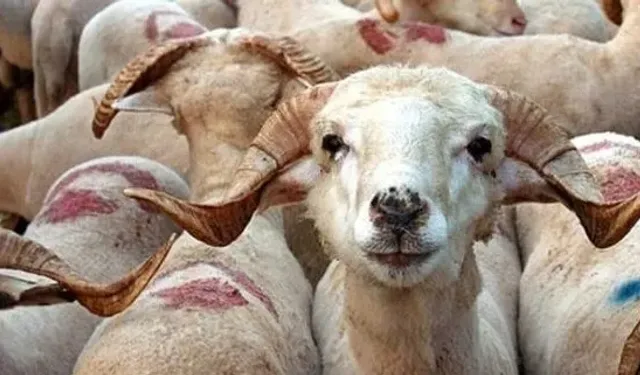 Kurban Bayramı'na Hazırlık: Koyun Fiyatları Belli Oldu!
