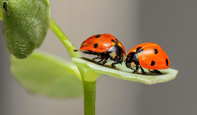 Böcekler: Doğanın Göz Alıcı Çeşitliliği
