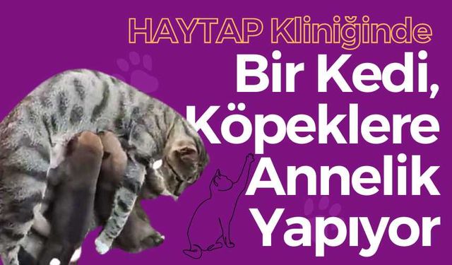 Ali Laçinbala'nın Kliniğinde Kedi, Köpeklere Annelik Yapıyor