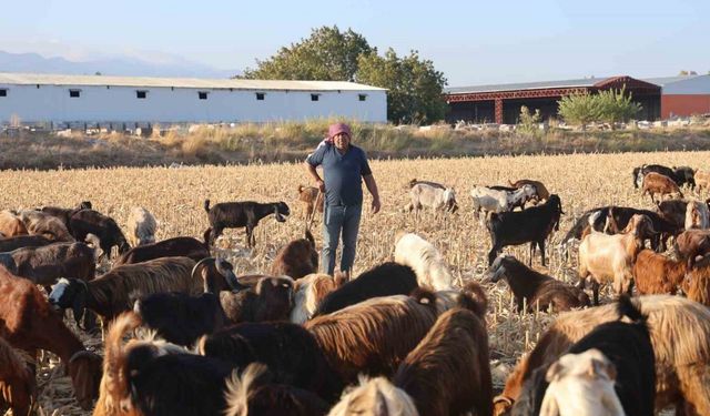 Çobanların kavurucu sıcakta zorlu mesaisi, yüksek maaş talebi çoban bulmayı zorluyor