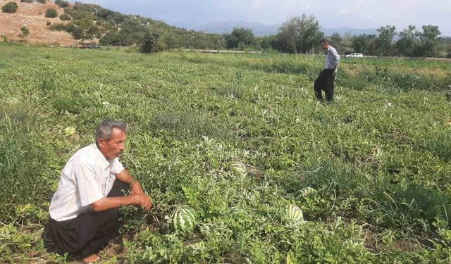 Karpuz tarlasını hasat etmeye giden çiftçiye ‘Karga’ şoku