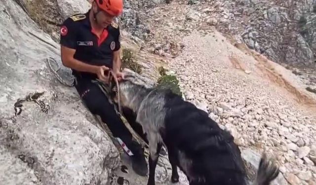 Kayalıklarda mahsur kalan keçiler kurtarıldı