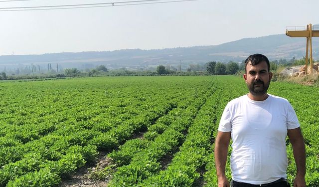 Ziraat Mühendisi Kıraç "Yer Fıstığı Üretimini Kuraklık ve Hastalıklar olumuz etkiliyor"