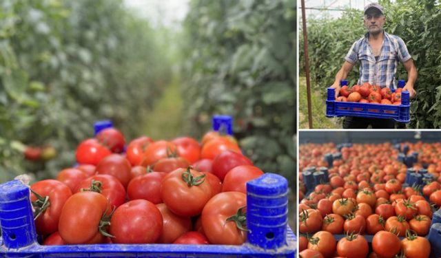 Isparta'nın köyünde üretilen domatesler ihraç ediliyor