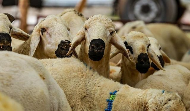 Kurban Kesmenin Püf Noktaları Neler?