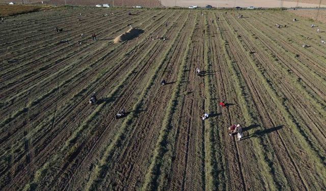 30 dönümlük yer fıstığı tarlasında hasadını yapan çiftçi, geri kalanını vatandaşa bırakınca duyan akın etti