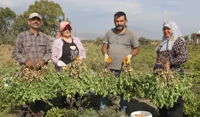 Hatay'da Yer Fıstığı Hasadı Başladı, İşçi Sıkıntısı Çiftçiyi Zorluyor