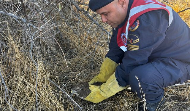 Burdur'da yaralı boz şahini jandarma ekipleri kurtardı