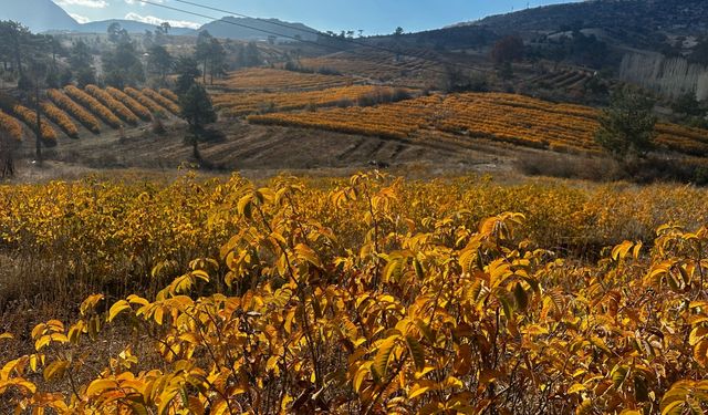 Isparta'da gül bahçeleri sonbaharda görüntülendi