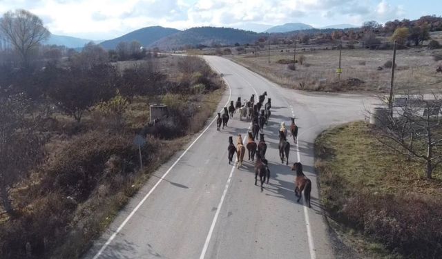 Isparta'da yılkı atları dronla görüntülendi