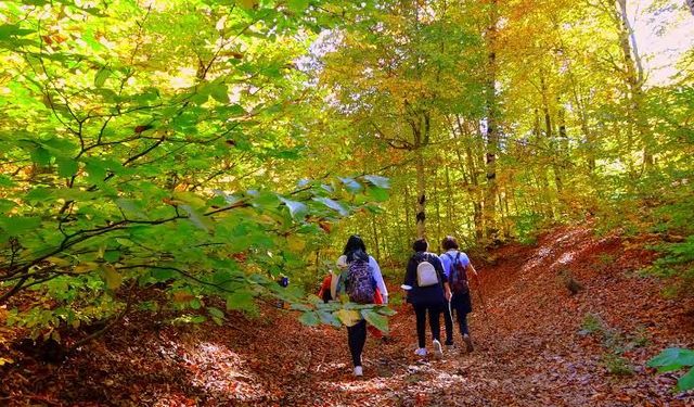 Osmaniye Düziçi Yaylası: Doğa Harikası Bir Şölen