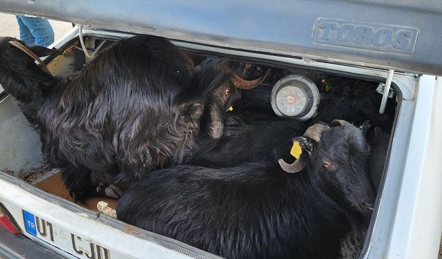 Aladağ'da küçükbaş hayvan çaldıkları öne sürülen 2 şüpheli yakalandı