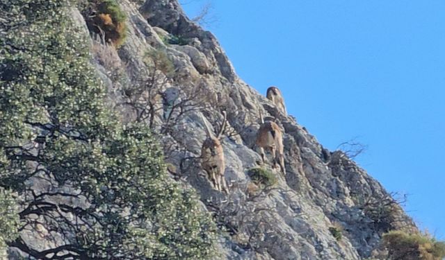 Antalya'nın Kaş ilçesinde dağ keçileri görüntülendi