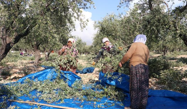 Kahramanmaraş'ta 24 bin 700 ton zeytin rekoltesi bekleniyor