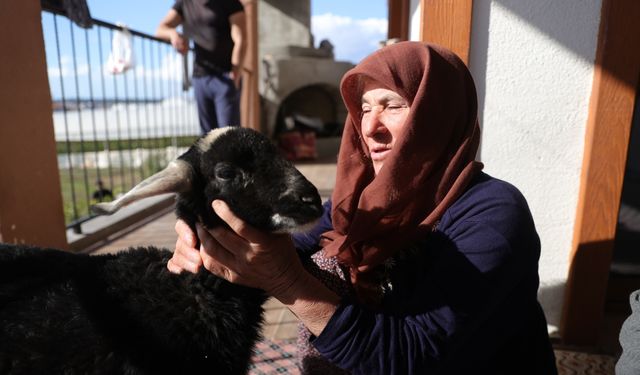 Kar fırtınasından AFAD ekiplerince kurtarılan yaşlı kadın kuzusuna kavuştu