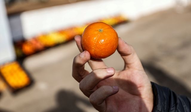 Mersin'de öğrencilere narenciyenin önemi anlatıldı