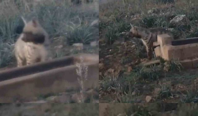 Anadolu’nun sessiz gece bekçisi, çizgili sırtlan görüntülendi