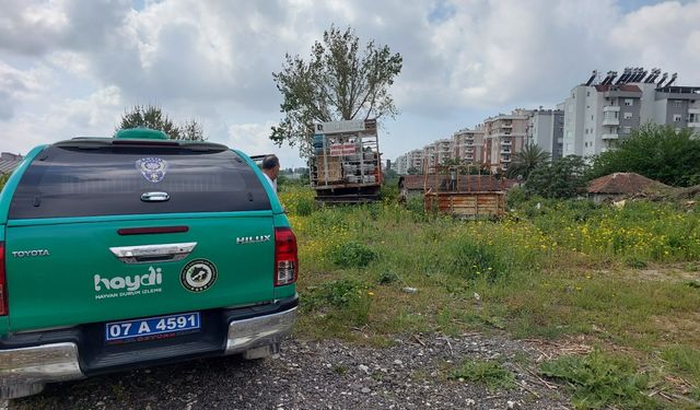 Antalya'da bakımı ihmal edilen köpek barınağa teslim edildi