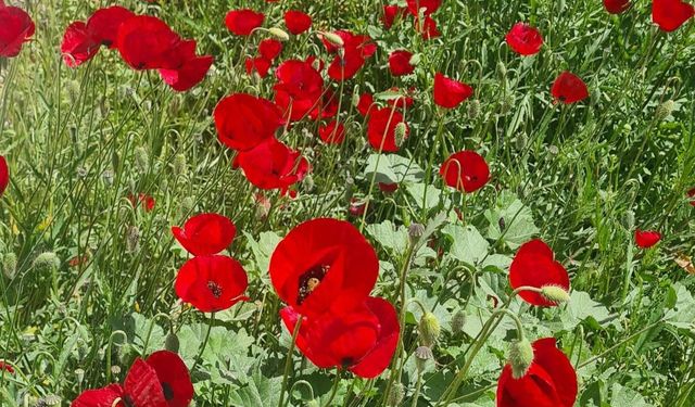 Kırmızı Gelincikler Baharın Müjdecisi Oldu