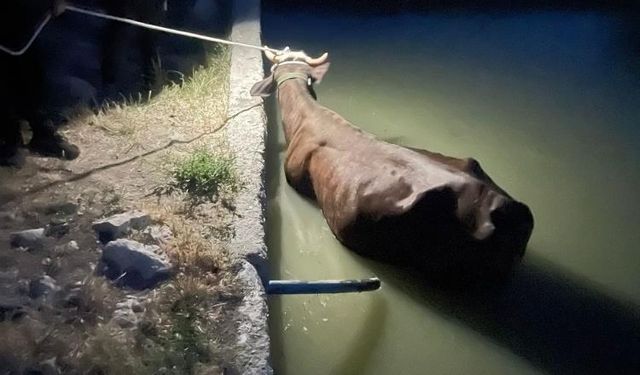 Adıyaman’da Havuzda Mahsur Kalan İnek Kurtarıldı