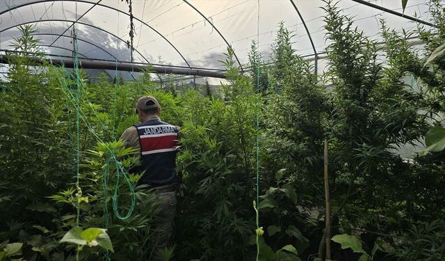 Hatay'da serada uyuşturucu üretimi için kenevir yetiştiren zanlı gözaltına alındı