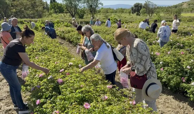 Isparta'da gül hasadına başlandı