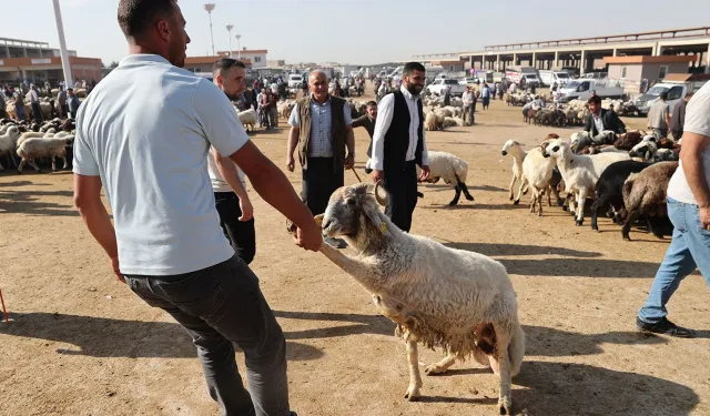 Küçükbaş Kurbanlığa Talep Rekor Kırdı