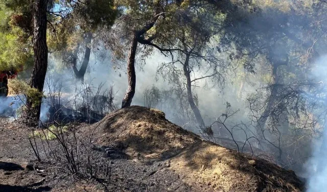 Bodrum'da makilik ve otluk alanda çıkan yangına müdahale ediliyor