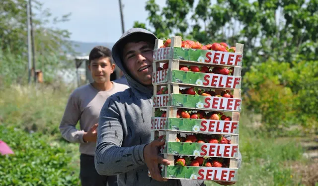 Mersin'de açık alanda üretilen tescilli Silifke çileğinde hasat sürüyor