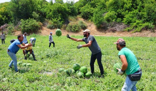 Adana’da Karpuzun Tarla Fiyatı 9 TL’ye Kadar Düştü