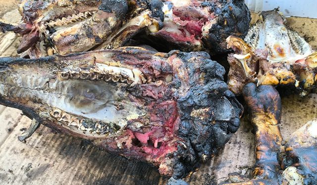Osmaniye'de "Kelle Ütüleme" Geleneği Yaşatılıyor