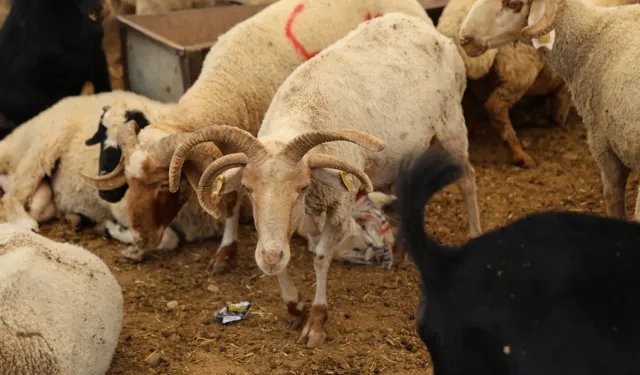 Adana’da 4 Boynuzlu Koçlara Yoğun İlgi