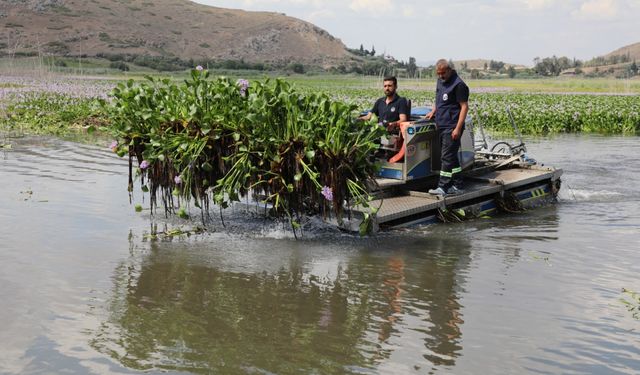 Hatay'da Gölbaşı Gölü'nü kaplayan su sümbülleri temizleniyor