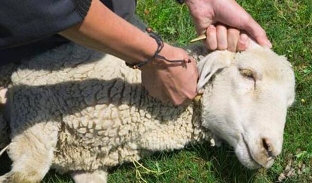 Osmaniye’de Kurban Kesimi Başladı
