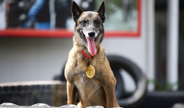 Mersin İtfaiyesinin ödüllü arama kurtarma köpekleri AFAD'ın sınavına hazırlanıyor