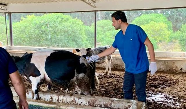 Hatay’da SAT-1 Varyantı Şap Hastalığına Karşı Aşılama Çalışmaları Sürüyor