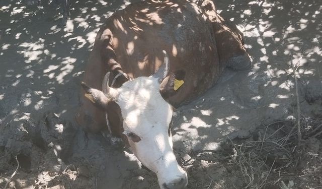 Adana'da çamura saplanan ineği itfaiye ekipleri kurtardı