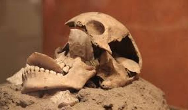 Bin Yıl İçinde İnsan Vücudundan Silinecek 5 Organ!”