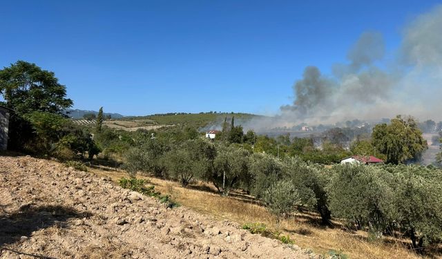 Osmaniye'de tarladan zeytinliğe sıçrayan yangına müdahale ediliyor