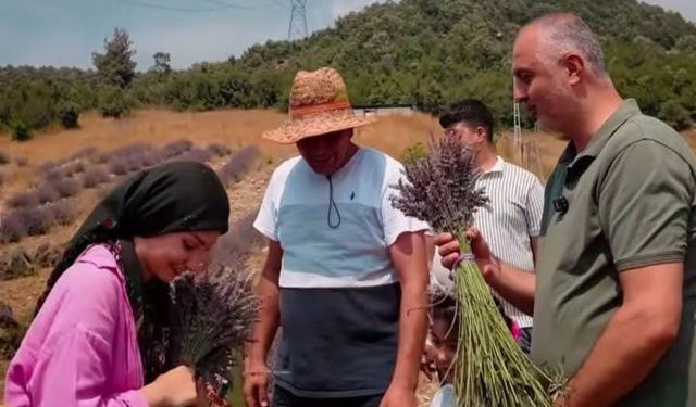 Andırın Yaylalarında Lavanta Hasadı Başladı