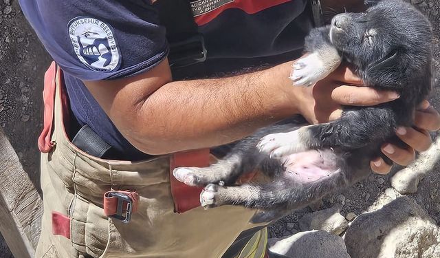 Antakya ilçesinde inşattaki çukura düşen köpek yavrusunu itfaiye ekibi çıkardı