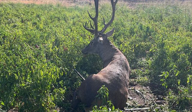 Gaziantep'te sulama hortumuna dolanan yaban geyiği kurtarıldı