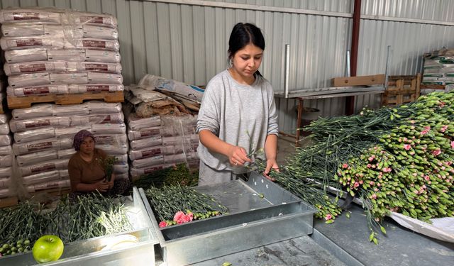 Isparta'nın karanfilleri Avrupa pazarında açıyor