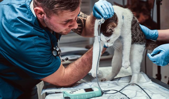 Veteriner Laboratuvarlarına Yeni Düzenleme: Kuruluş ve Çalışma Esasları Belirlendi