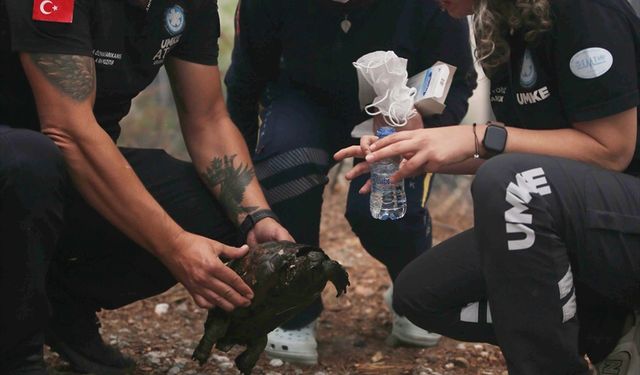 Köyceğiz'de orman yangınından etkilenen kaplumbağayı UMKE ekibi kurtardı
