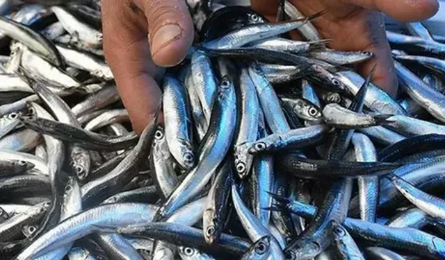 Trabzon’da Hamsi 100 TL’den Tezgâhta